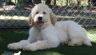 ms.powderblue dolly brady may26 16weeks8