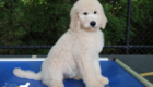ms.purple dolly brady may26 12weeks2