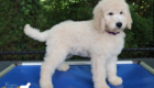 ms.purple dolly brady may26 12weeks3