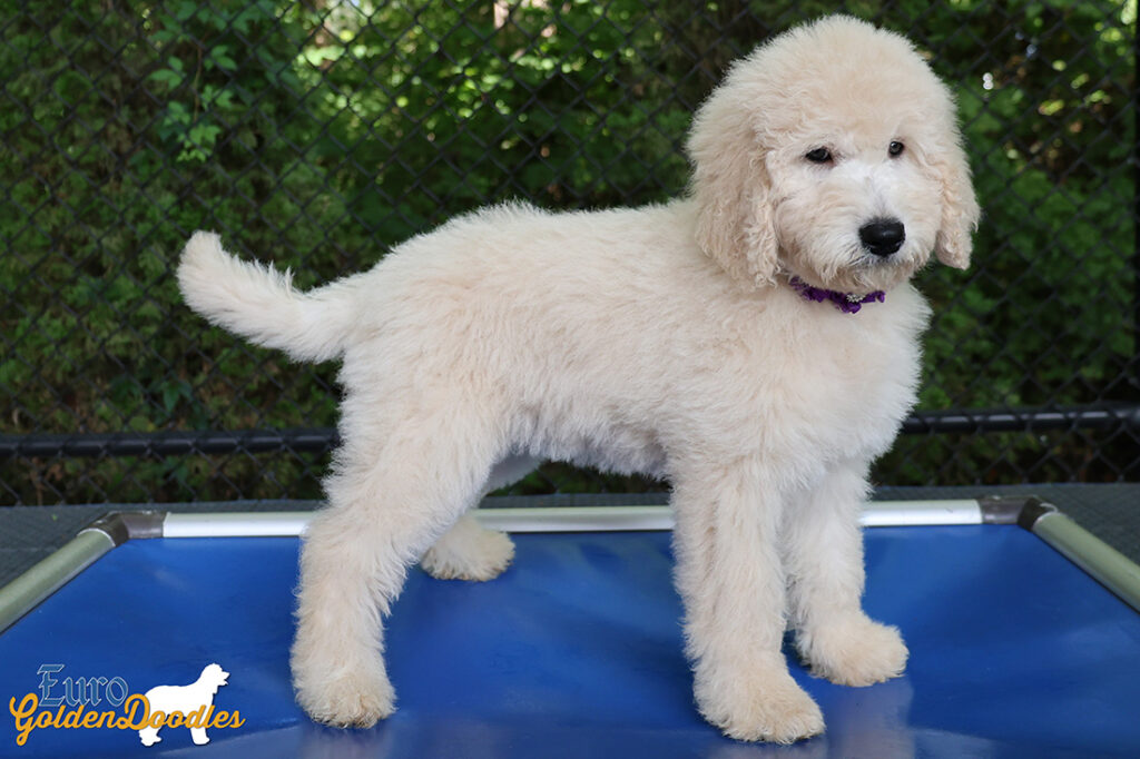 ms.purple dolly brady may26 12weeks3