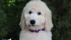 ms.purple dolly brady may26 12weeks6