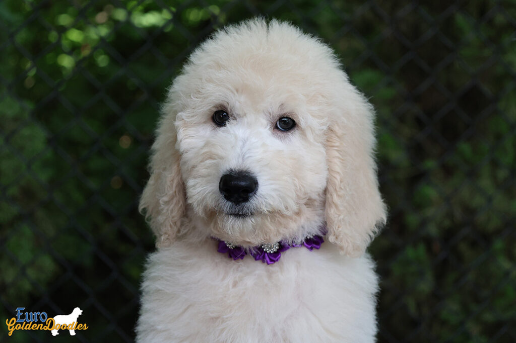 ms.purple dolly brady may26 12weeks6