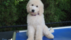 ms.purple dolly brady may26 12weeks7