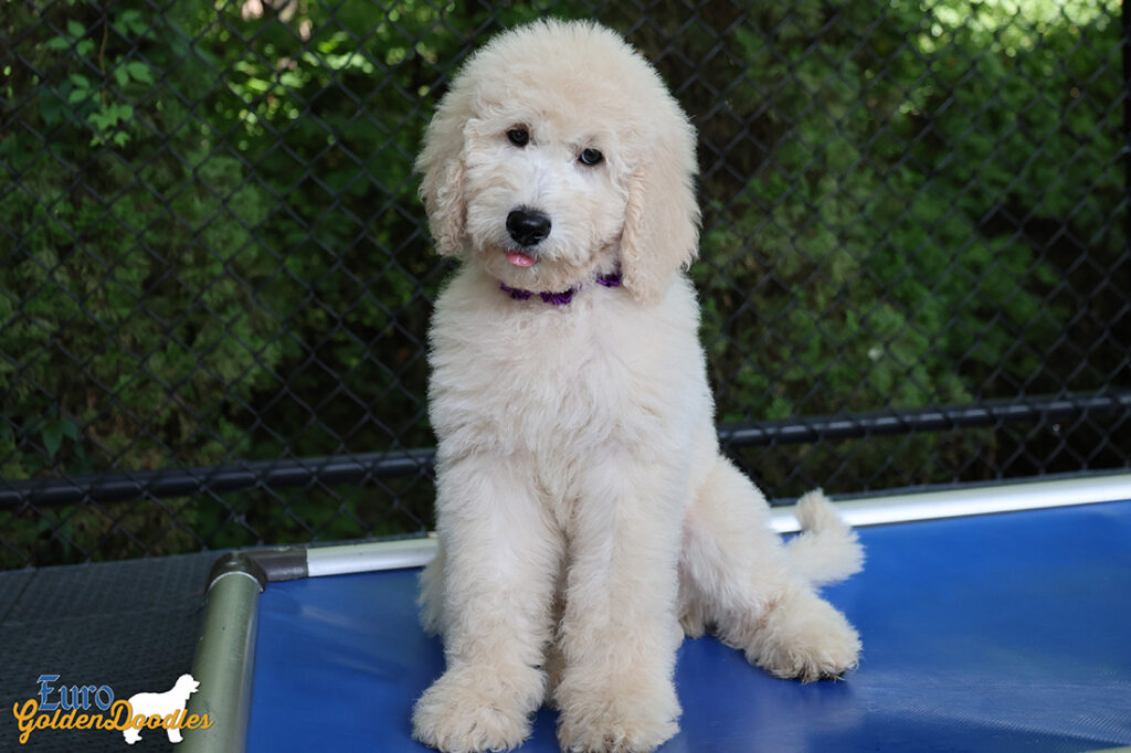 ms.purple dolly brady may26 12weeks7