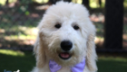 ms.purple dolly brady may26 16weeks1