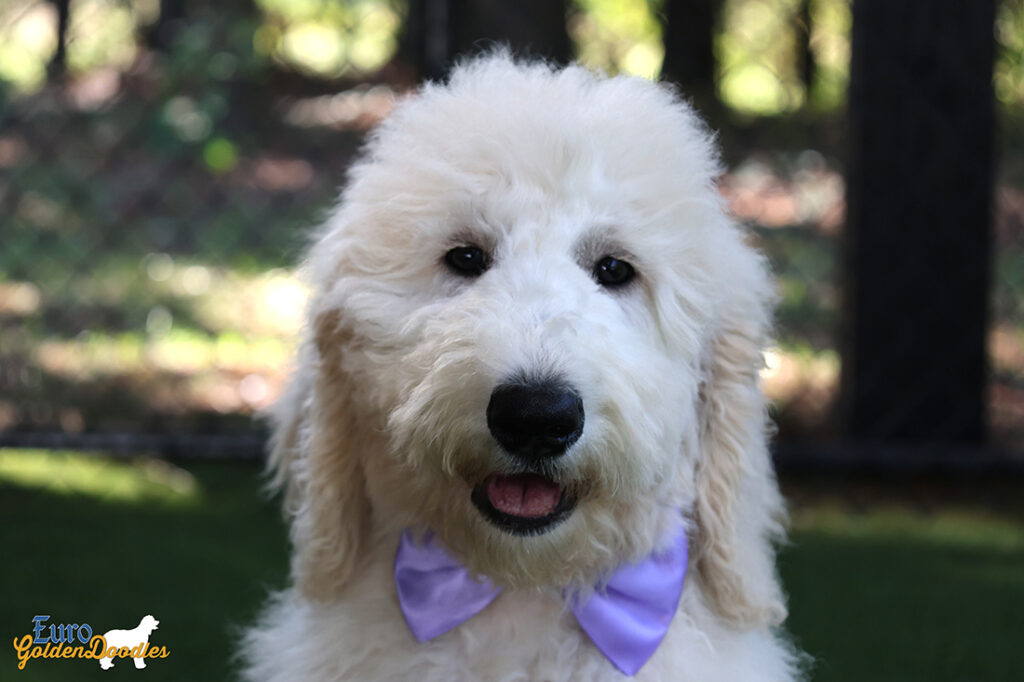 ms.purple dolly brady may26 16weeks1