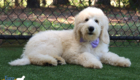 ms.purple dolly brady may26 16weeks5