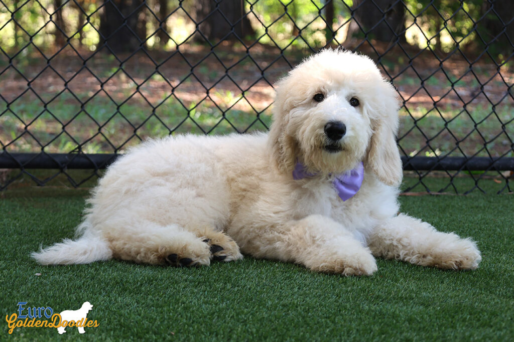 ms.purple dolly brady may26 16weeks5