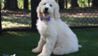 ms.purple dolly brady may26 16weeks6