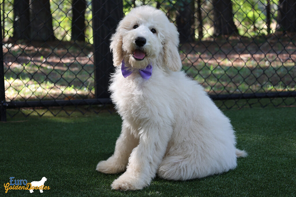 ms.purple dolly brady may26 16weeks6