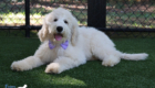 ms.purple dolly brady may26 16weeks7