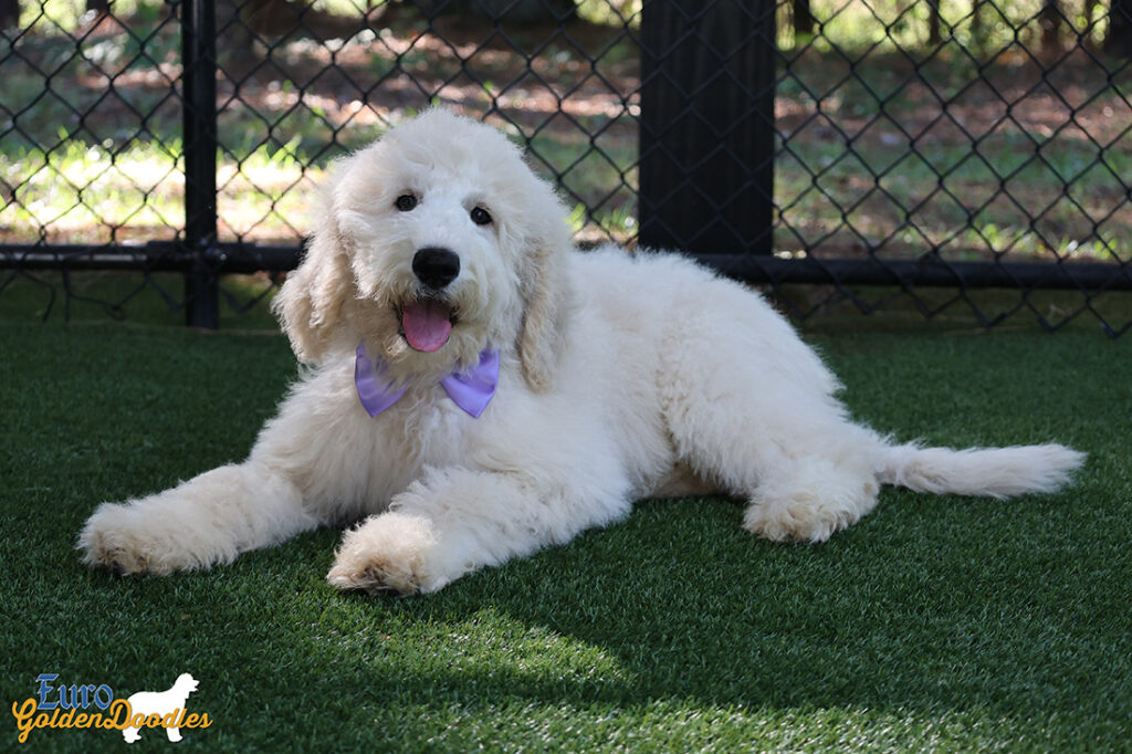 ms.purple dolly brady may26 16weeks7