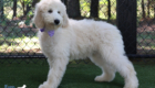 ms.purple dolly brady may26 16weeks8