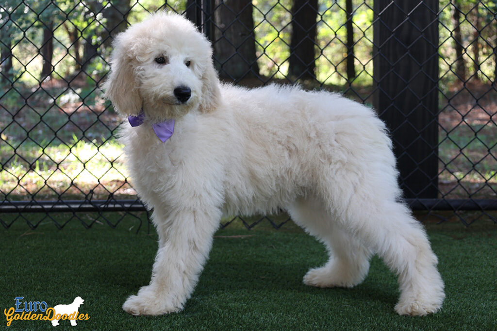 ms.purple dolly brady may26 16weeks8
