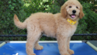 ms.yellow dolly brady may26 12weeks3