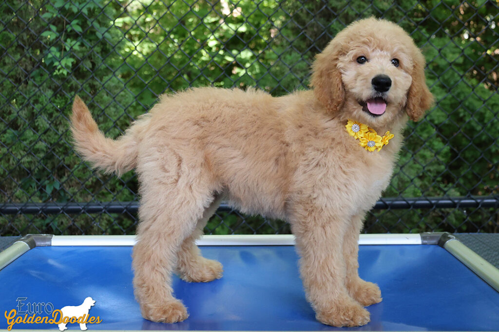 ms.yellow dolly brady may26 12weeks3