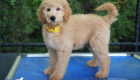 ms.yellow dolly brady may26 12weeks4