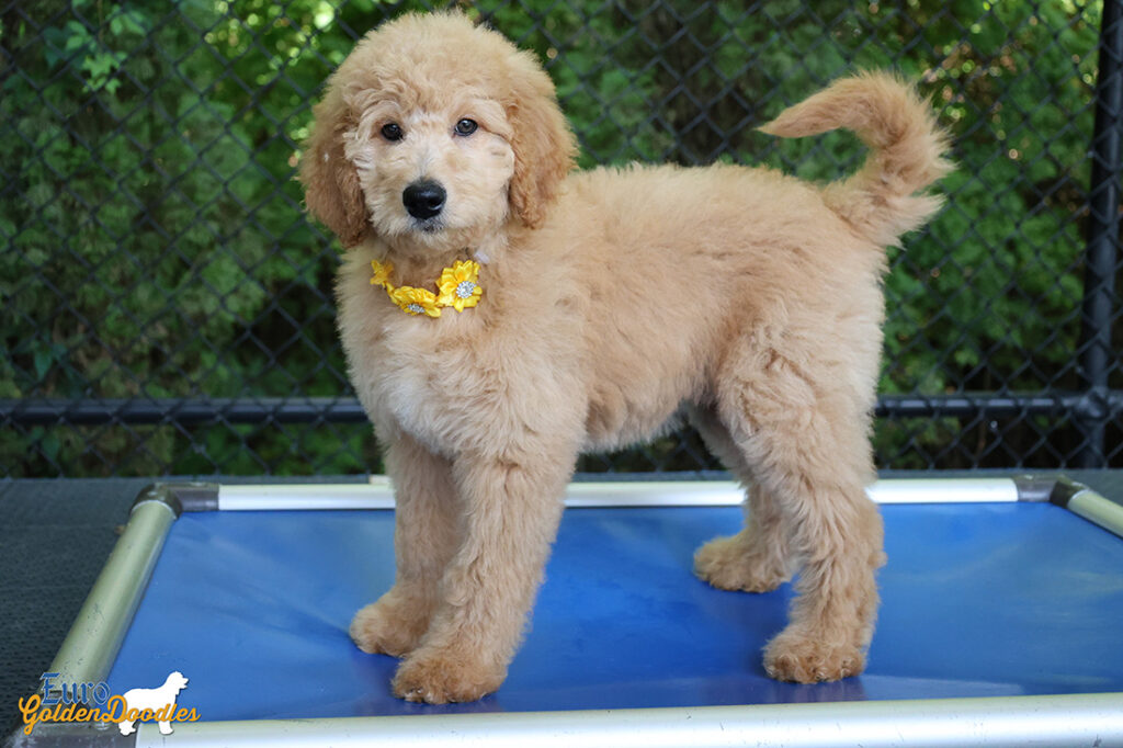 ms.yellow dolly brady may26 12weeks4