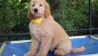 ms.yellow dolly brady may26 12weeks6