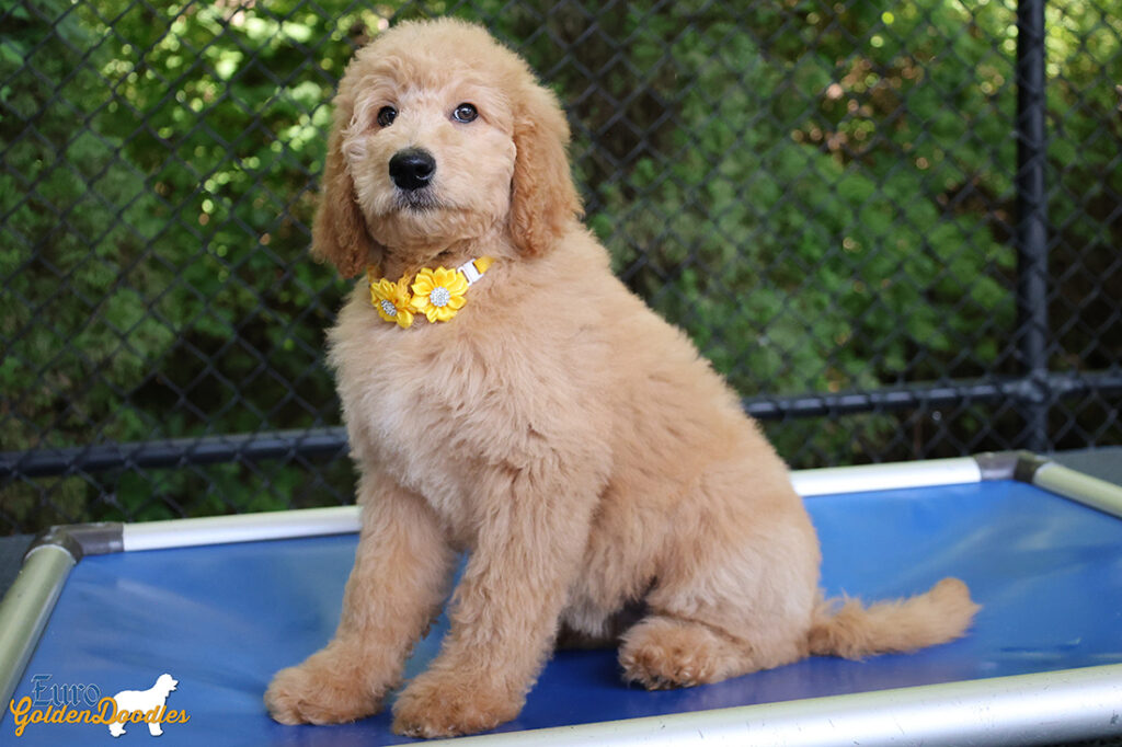 ms.yellow dolly brady may26 12weeks6