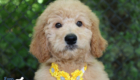 ms.yellow dolly brady may26 12weeks7