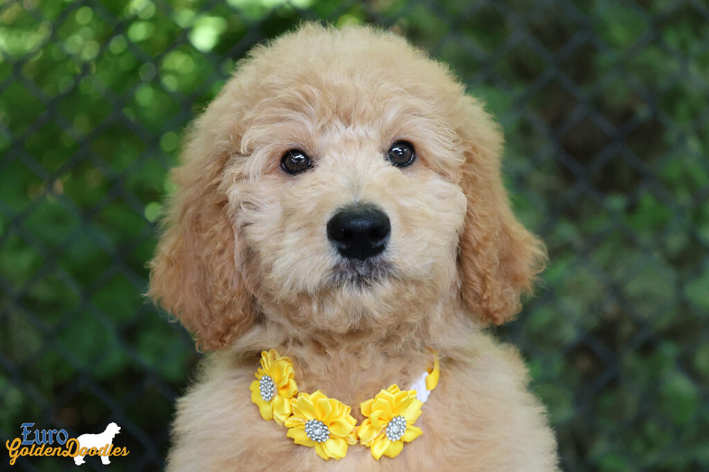 ms.yellow dolly brady may26 12weeks7