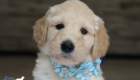 mspowderblue dolly brady may26 6wks1