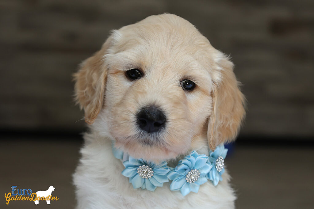 mspowderblue dolly brady may26 6wks1