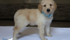 mspowderblue dolly brady may26 6wks6