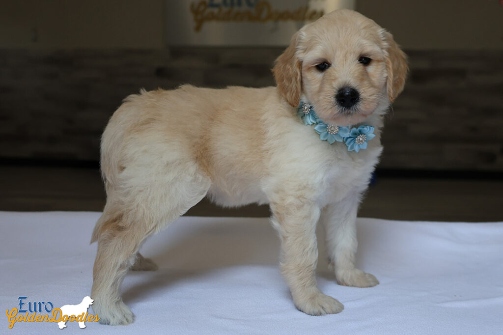 mspowderblue dolly brady may26 6wks6