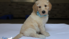 mspowderblue dolly brady may26 6wks7