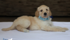mspowderblue dolly brady may26 6wks8