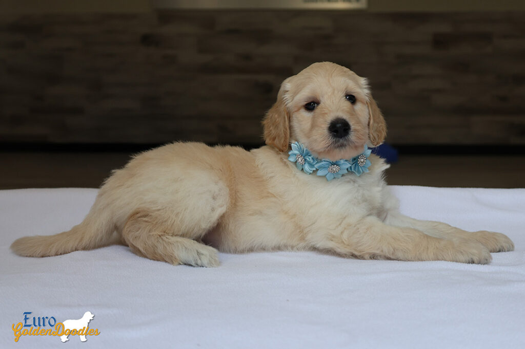 mspowderblue dolly brady may26 6wks8
