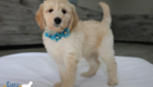 mspowderblue dolly brady may26 8wks1