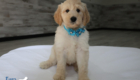 mspowderblue dolly brady may26 8wks4