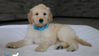 mspowderblue dolly brady may26 8wks8