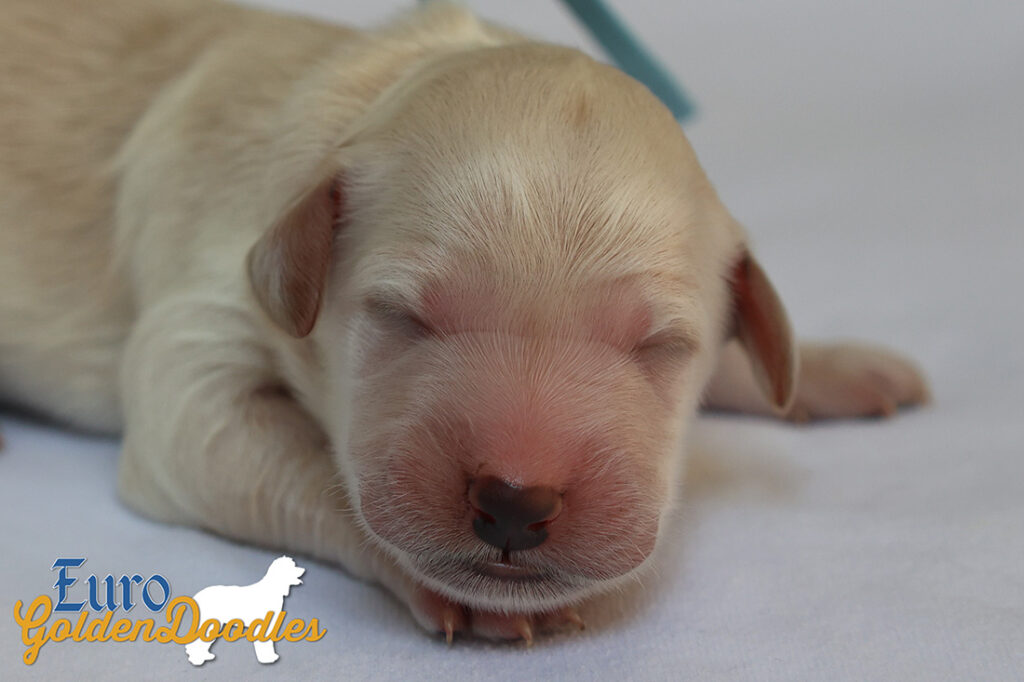 mspowderblue dolly brady may28 newborns1