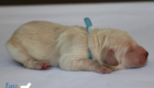 mspowderblue dolly brady may28 newborns2