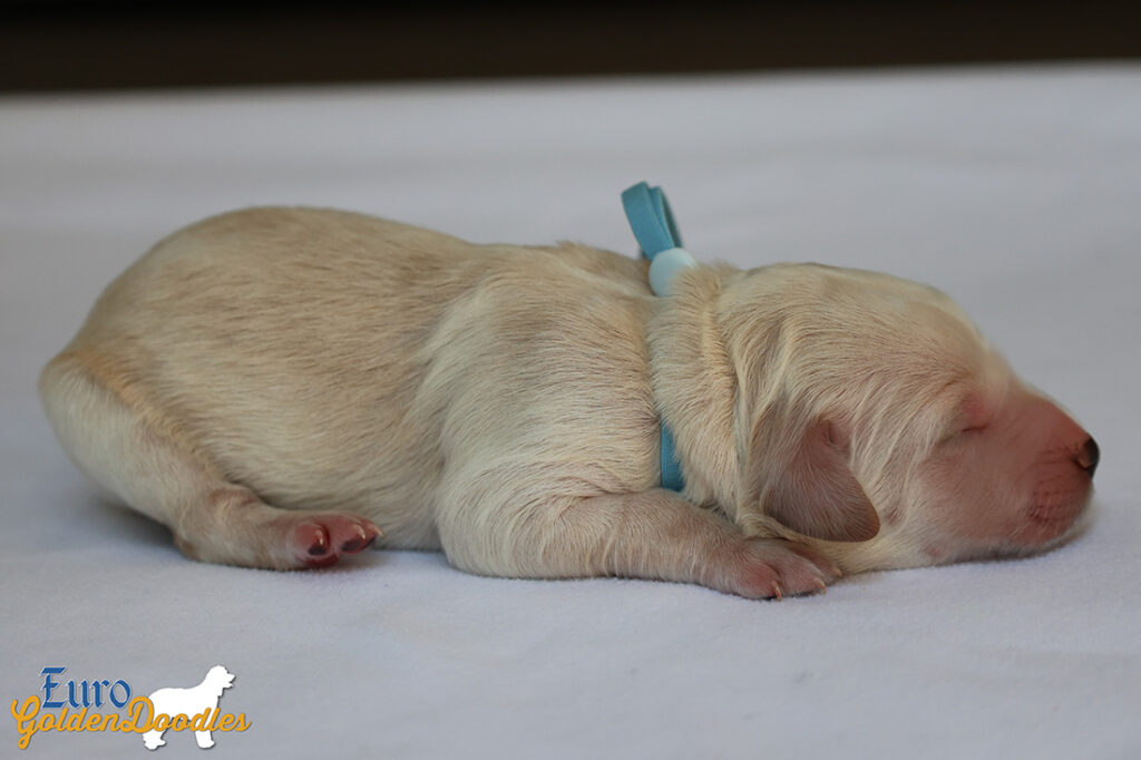 mspowderblue dolly brady may28 newborns2