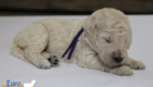 mspurple dolly brady may26 2wks1