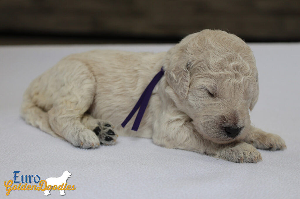 mspurple dolly brady may26 2wks1
