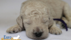 mspurple dolly brady may26 2wks3