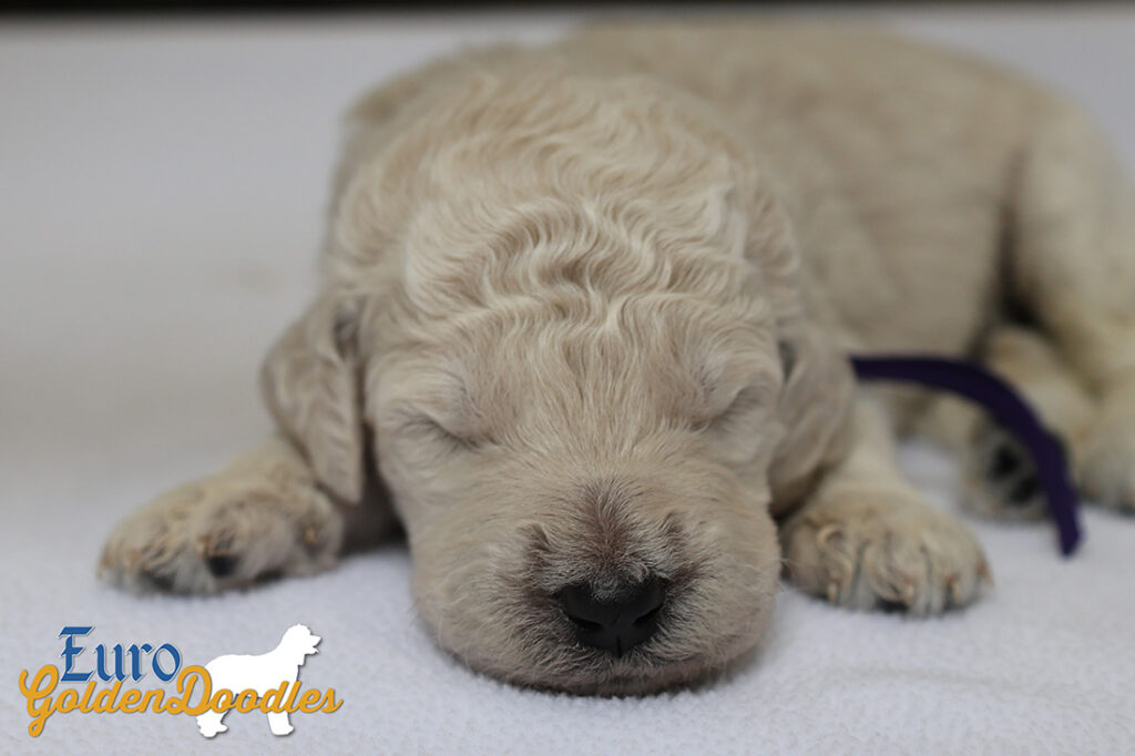 mspurple dolly brady may26 2wks3