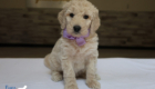mspurple dolly brady may26 6wks1