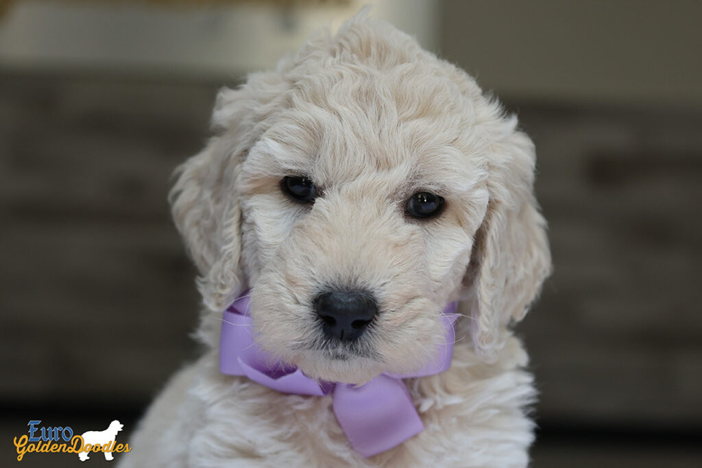 mspurple dolly brady may26 6wks2