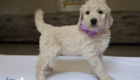 mspurple dolly brady may26 6wks6