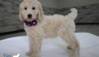 mspurple dolly brady may26 8wks1