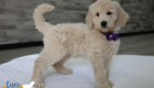 mspurple dolly brady may26 8wks6