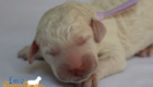 mspurple dolly brady may28 newborns1