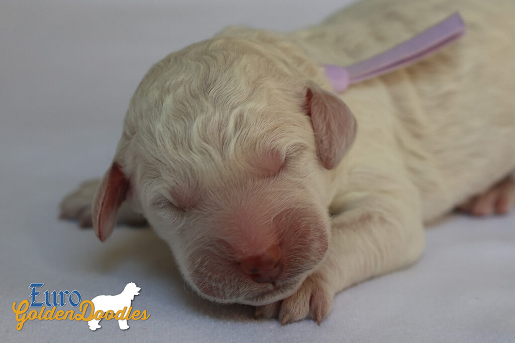 mspurple dolly brady may28 newborns1